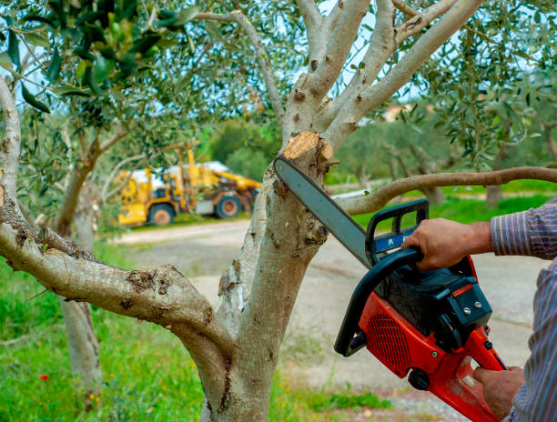 Tree Service Company in Benjamin, UT